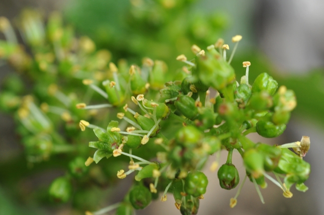 Champagne Jean-Marc VATEL - 