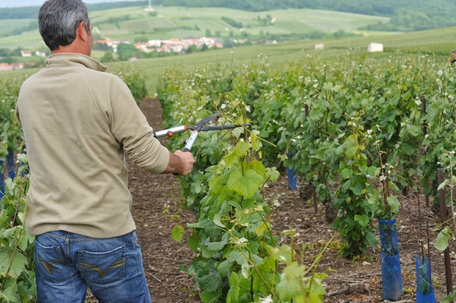 Champagne Jean-Marc VATEL - 